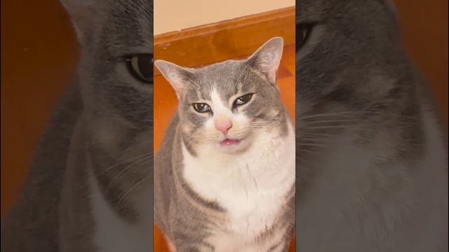 Кот отходит от анестезии после врача: 🫥Моё типичное состояние по утрам смотреть онлайн