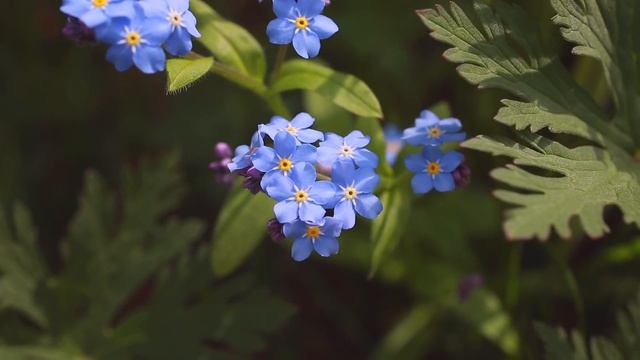 Peaceful Music For Relaxed Listening, Meditation, Stress Relief. Lilac Day. Нежная музыка для души.