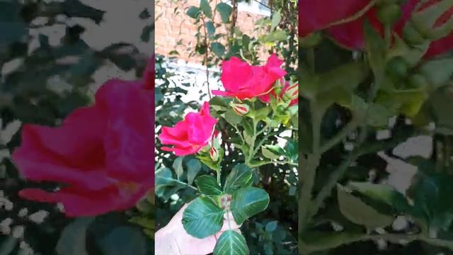 Веточка розы ругозы (вид шиповника) из холодного фарфора смотреть онлайн