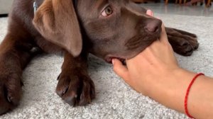 СОБАКА ЛАБРАДОР КУСАЕТ ХОЗЯИНА