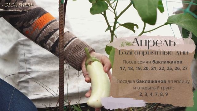 Когда Сеять? Лунный Посевной Календарь Для Баклажанов на 2022 год! смотреть онлайн