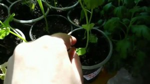 Рассада, проблемы с баклажанами. #рассада,#рассадабаклажан, #проблемасрассадой.