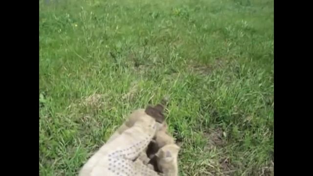 Копал домовую яму смотреть онлайн