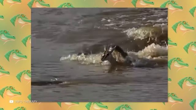 Как Мамы Животного Мира Защищают Детенышей смотреть онлайн