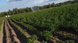 Полив картофеля мотопомпой мп-600