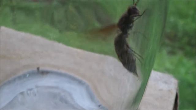 Моя жизнь в ДЕРЕВНЕ. РЕГИОН 60. Не званный гость № 2 ШЕРШЕНЬ. смотреть онлайн