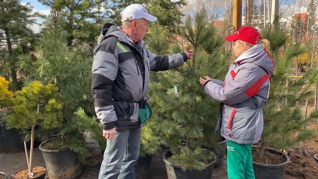 Как отличить кедр от сосны? Хвойные растения | Дендропарк смотреть онлайн