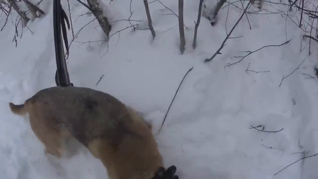Охота на зайца 26 01 19 смотреть онлайн
