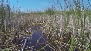 Ловля крупного карася весной в камышах