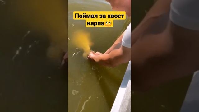 Поймал, отпусти. #shorts #приколы #рыбалка #красота #смешно #карп #рыбалка #рек смотреть онлайн