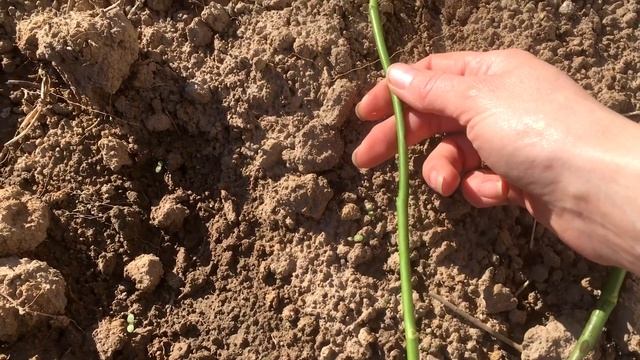 Розарий смотреть онлайн