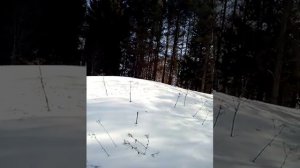 Динго Т-150 длинная гусеница