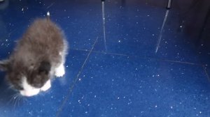 ПОДКИНУЛИ НОВОРОЖДЕННОГО КОТЁНКА | ЛЯПОТА ТВ