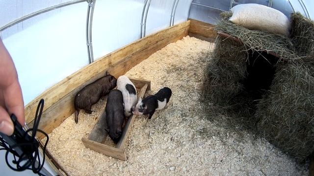 Вьетнамские поросята в теплице смотреть онлайн