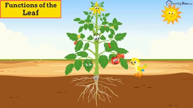 Parts of a Plant and Their Functions for Kids | Root, Stem, Leaf, Flower & Fruit смотреть онлайн