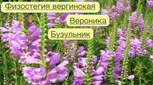 ТРОГАТЕЛЬНЫЕ ФИЗОСТЕГИИ И СТРОГИЕ ВЕРОНИКИ / БУЗУЛЬНИК  ПРЖЕВАЛЬСКОГО. РАСТЕНИЯ - СВЕЧИ  В САДУ.