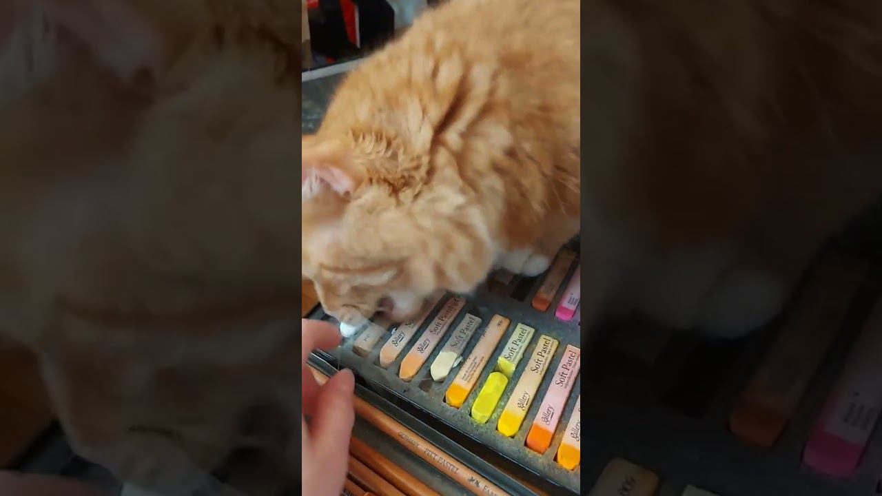 Кот-художник - горе в семье