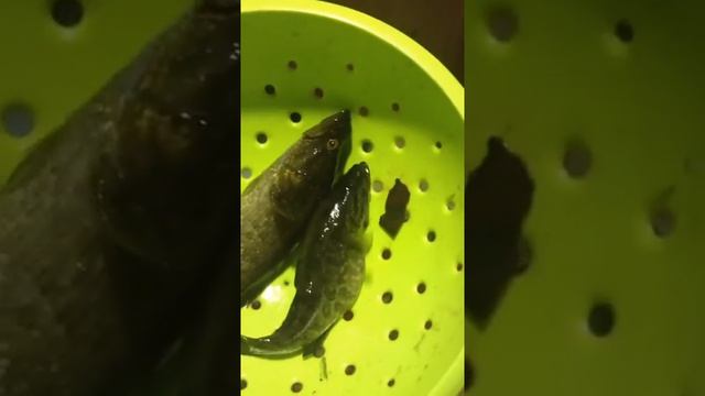 33 часа без воды. Суперживучая рыба ротан смотреть онлайн