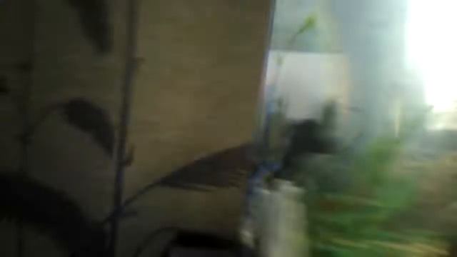 У рыбки застрял камень во рту