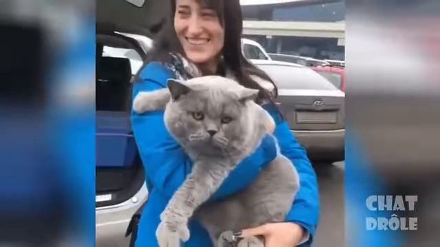 #voici les marrant ? chat que vous avez jamais vue смотреть онлайн