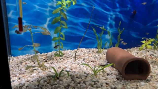 Как заставить живородку родить? Малёк моллинезии. смотреть онлайн