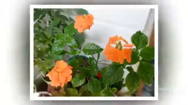 Цветы Кроссандра (Crossandra flower) смотреть онлайн