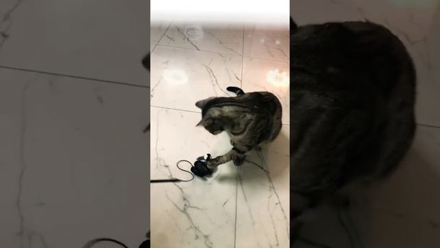 Мой кот обормот играет ??? как раздраконить спокойного кота)))) #shorts смотреть онлайн