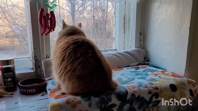 18 ноября 2023 г. Утро ☕️ Все на кухне ?⬛?? смотреть онлайн