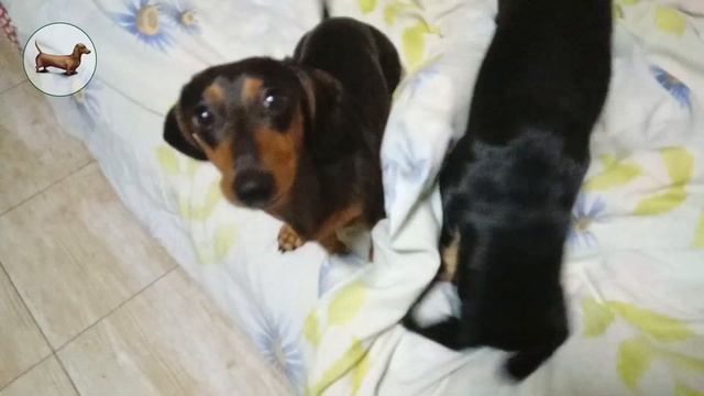 ТАКСА ^ ТАКСЫ ^ ТАКСА ? ? ? Что лучше одной ТАКСЫ?