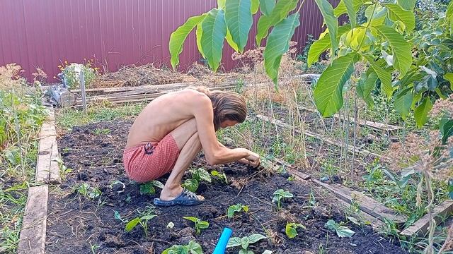 Позитивное Мышление :-) Проверка Саженцев Павловнии на выживаемость.) Посадил Дед Репку.) смотреть онлайн