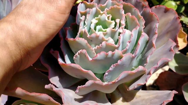 #echeveria#passeio#participação..🐕🐶🥰 смотреть онлайн