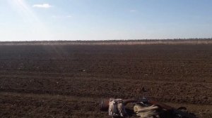 Результат охоты с ружьем ТОЗ-34 28 калибра по куропатке !!! Вполне пригодное ружье для охоты !!! ?