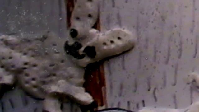 Как заяц шубу менял смотреть онлайн