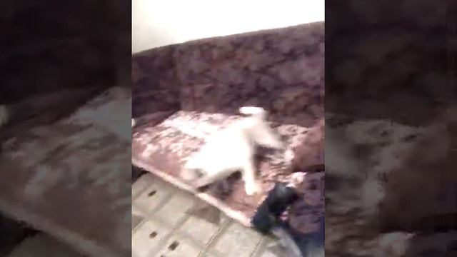 Любимый пылесос смотреть онлайн