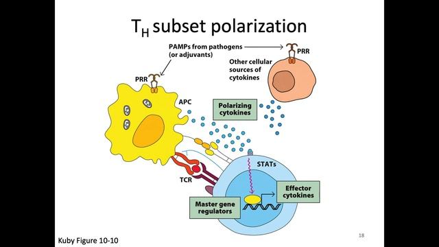 Immunology Fall 2023: Lecture 23 T Cell Effector Function смотреть онлайн