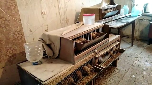 2 февраля 2020г. КУЧИНСКАЯ ЮБИЛЕЙНАЯ цыплятам 1месяц смотреть онлайн