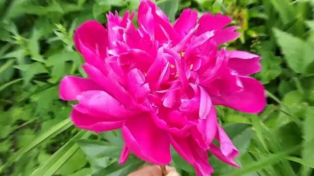 Півонія Karl Rosenfield та півонія Nippon Beauty. Paeonia смотреть онлайн