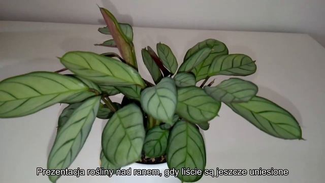 ?Ctenanthe Amagris - Bestseller Roślinny?