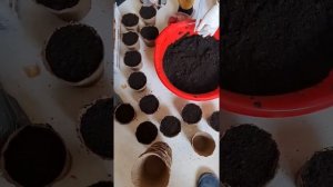 Высадка семян перцев и баклажанов в торфяные горшочки