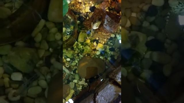 Лягушка Тропический Комплекс "Миндо" в Санкт-Петербурге смотреть онлайн