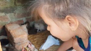 Выбираем котёнка /Лайк Кира /Как выбрать котёнка