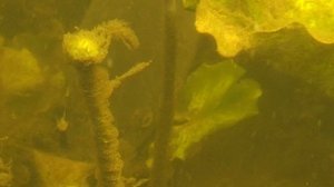 Подводные просторы России  №7. Астрахань.Охота. Карась. Щука. Сазан