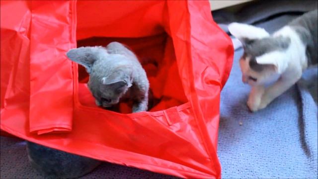 Adorable Devon Rex kittens playing смотреть онлайн