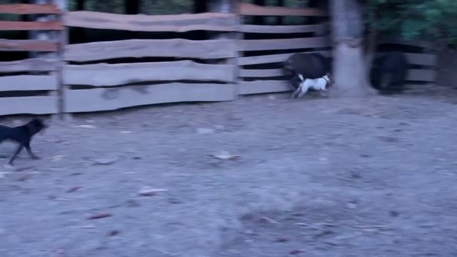 Первая притравка по вольерному кабану фокстерьера и ягдтерьера ч.1 смотреть онлайн