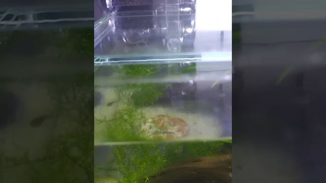 Подарок на 5-летие сыну смотреть онлайн