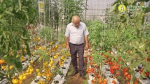 Томат Балтийский Берег: плотный, ароматный и вкусный