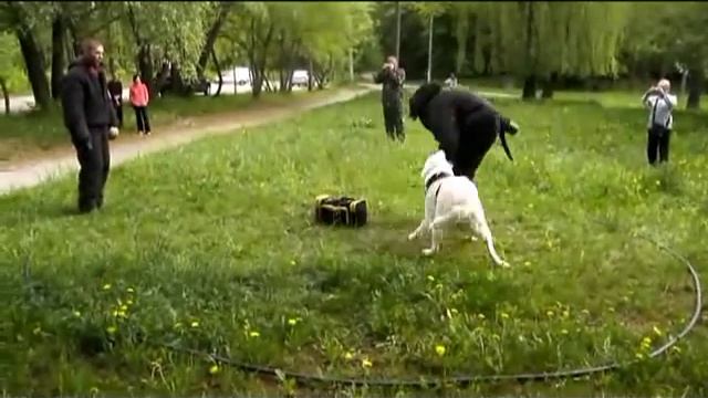 Дрессировка среднеазиатской овчарки. ЗКС. смотреть онлайн