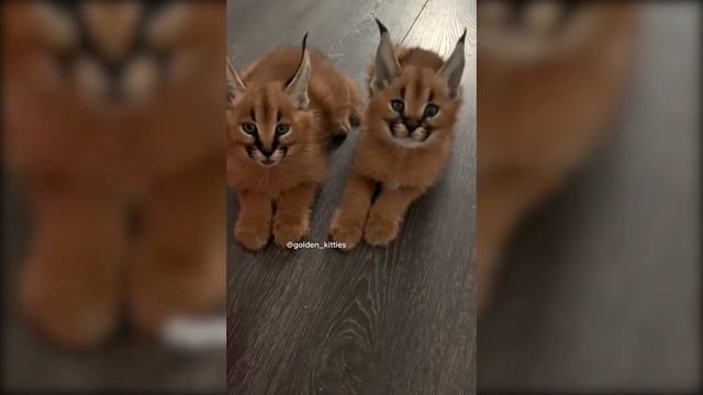 Смешные кошки и собаки 🐶🐱 Приколы с Животными #2 смотреть онлайн