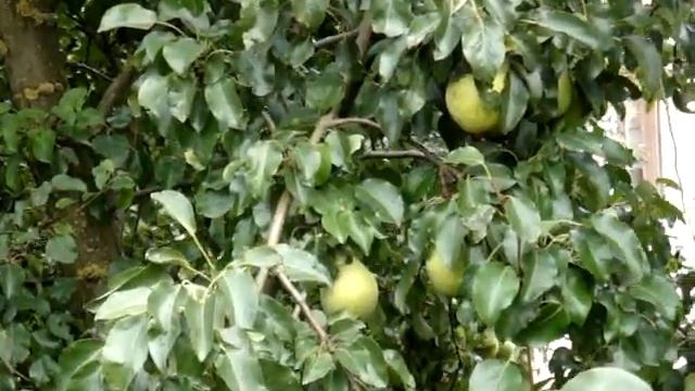 Груша сорт Просто Мария смотреть онлайн