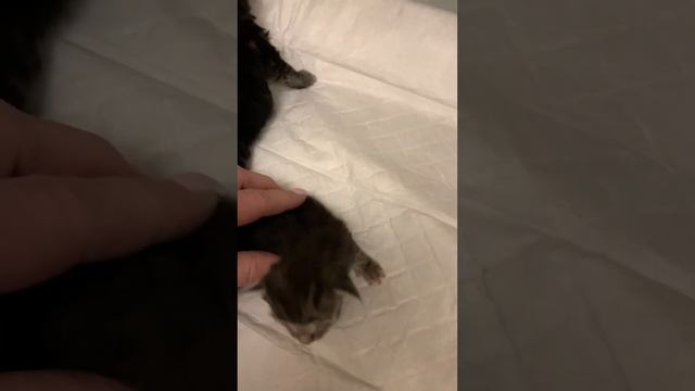 Самый крохотный котенок Вася мини кун смотреть онлайн